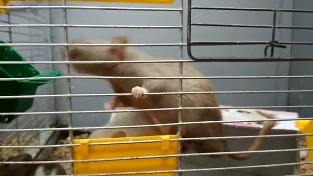 крысята смотреть онлайн