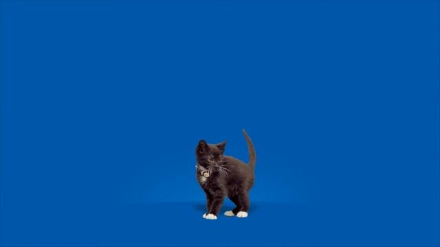 PURINA® CAT CHOW® - Cuidados básicos para tu gato смотреть онлайн