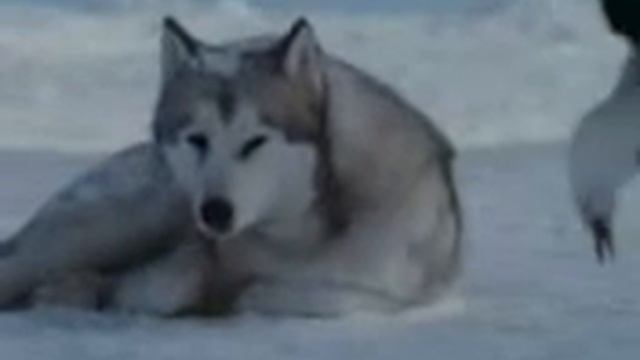Те кого люди создали от волков. смотреть онлайн