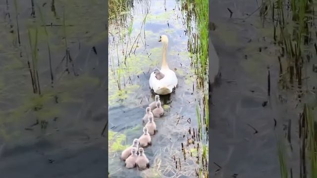 birds singing,deep meditation music,meditation,guitar music,soothing relaxation смотреть онлайн
