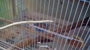 Веточки чёрной смородины для волнистых и других попугаев.