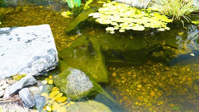 Bass Eat Toads in the Backyard Pond! (Spawning Update) смотреть онлайн