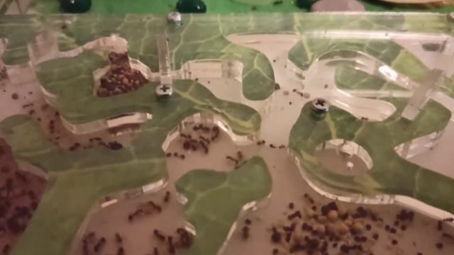 Обзор колонии муравьев! смотреть онлайн