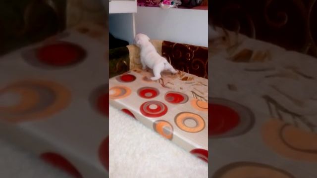 Девочка французского бульдога смотреть онлайн