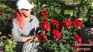 Роза Ротер Корсар  Первое цветение