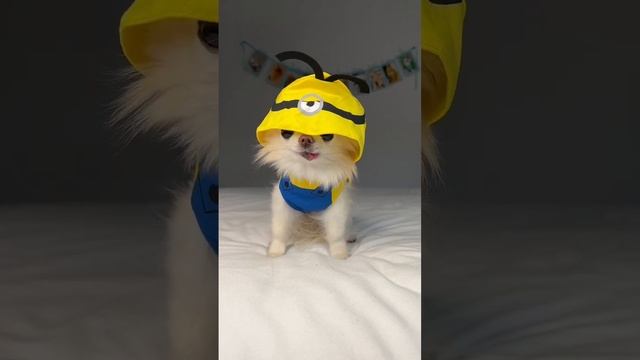 Here comes Tiny Minion Cedric 💛🍌 смотреть онлайн