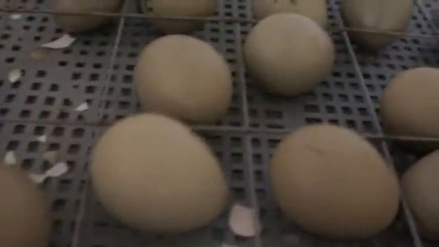 Вылупление фазанят