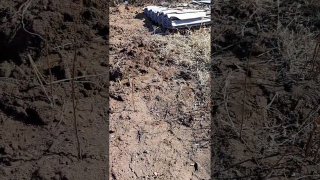Борьба с корневой системой вишни смотреть онлайн