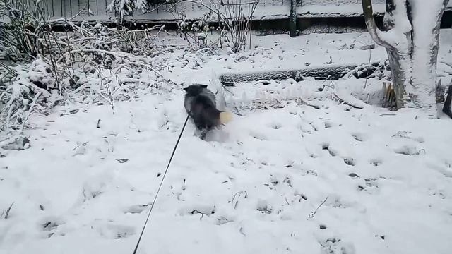 Мотя, первый снег, ужас, бежим домой смотреть онлайн