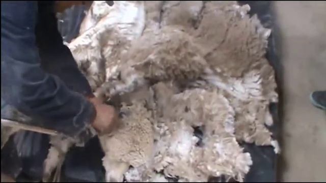 Esquila correcta de Alpaca / Correct shearing of Alpaca смотреть онлайн