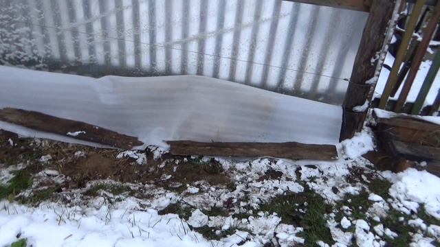 Укрытие винограда подложкой под ламинат // Covering Grapes With A Substrate Under The Laminate