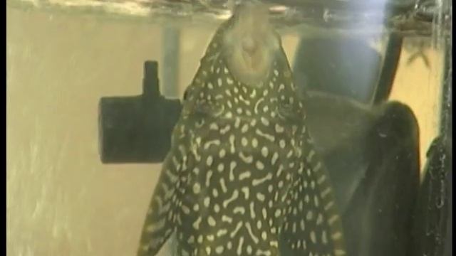 Поющая рыба смотреть онлайн