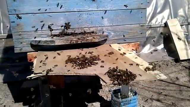 2 капли меда у летка улья.2 Drops Of Honey At The Entrance Of The Hive. Madness!