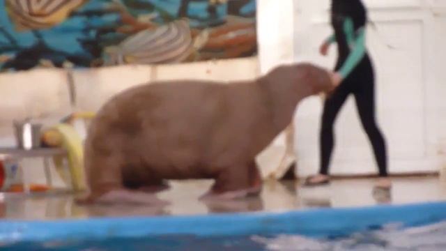 Дельфинарий Анапа3 смотреть онлайн