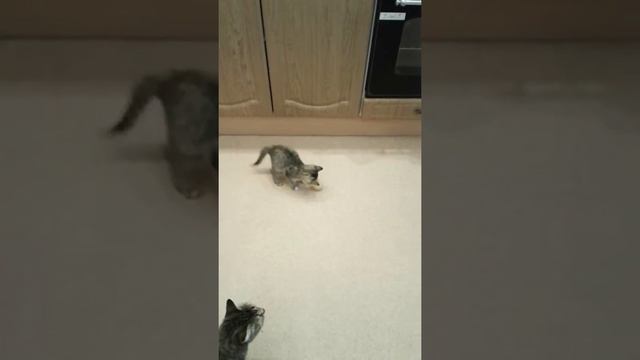 Отдам в добрые руки, ласковую,добрую малышку. Тел. В Самаре 8 927 689 00 63 с уважением Вера Никола смотреть онлайн