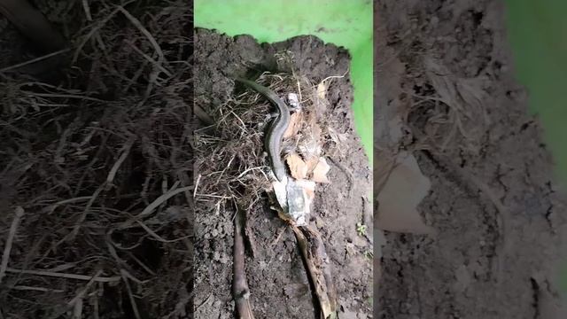 🐲🐉вывел ящерицу из зимовки🐉🐲 смотреть онлайн
