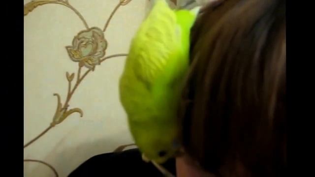 говорящий попугай Говорящий попугай Кеша смотреть онлайн