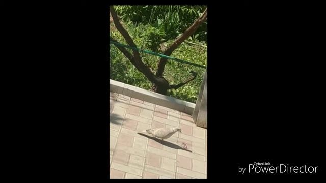 Пташки будують гніздечко смотреть онлайн