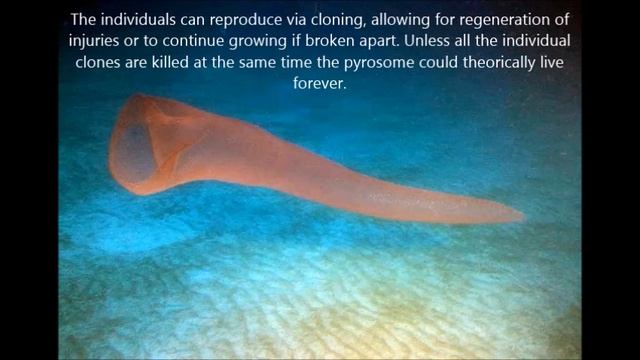 Pyrosome Facts