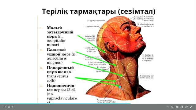 Мойын өрімі // Plexus cervicalis смотреть онлайн
