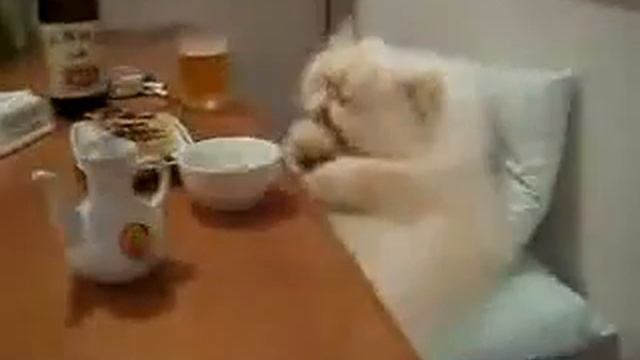 Кот звезда обедает смотреть онлайн