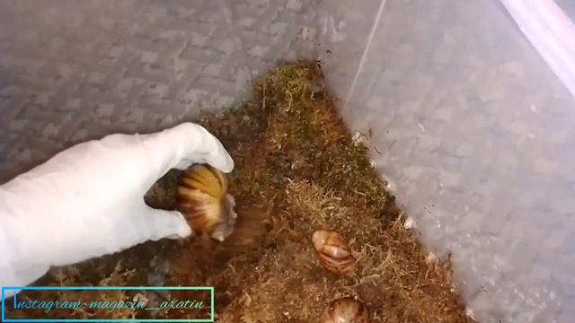 кормлю улиток) все мои улитки 😍 смотреть онлайн
