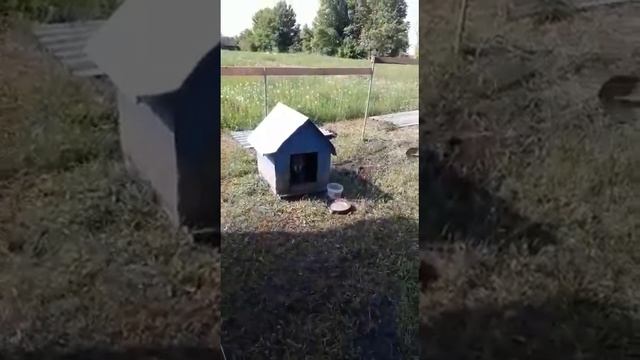 Мини отчет. Третий день на голубедроме.25.05.21г. смотреть онлайн