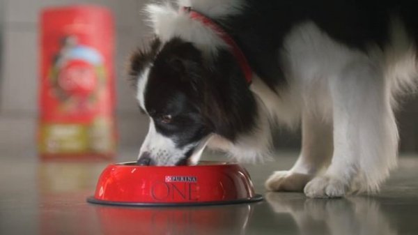 PURINA ONE SPCA 2022 Masterbrand TVC 30"