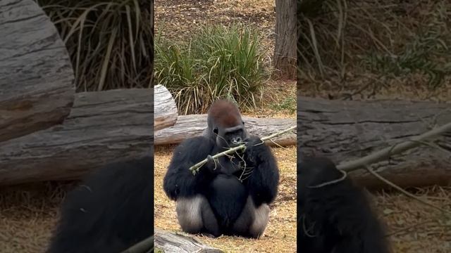 King gorilla enjoying his food 😁#gorilla #monkey #monke #animal #mukbang #eating #silverback смотреть онлайн