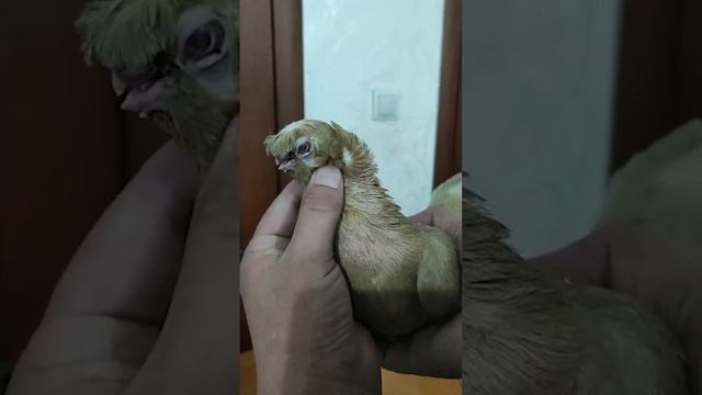 Эксклюзивная коллекция голубей. Двухчубые голуби. Tauben. Pigeons. Palomas. Pombos. 비둘기.