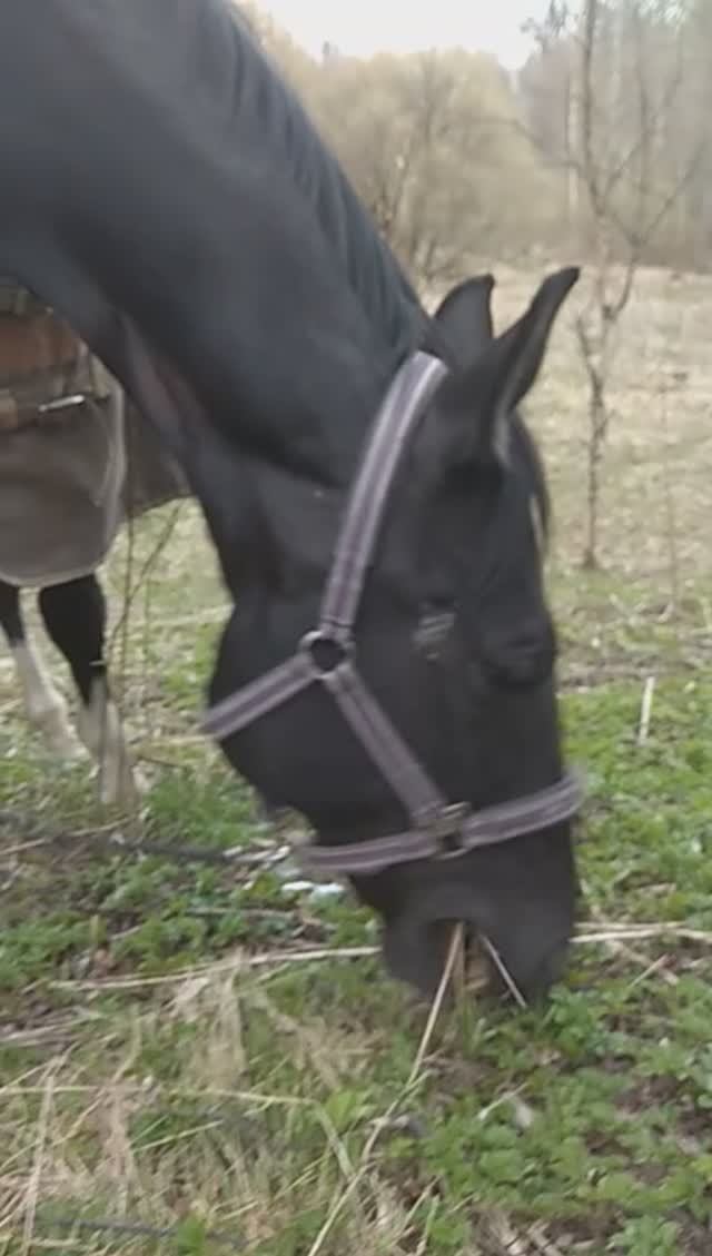 Гламур, на полянке. 20200426_171000 смотреть онлайн