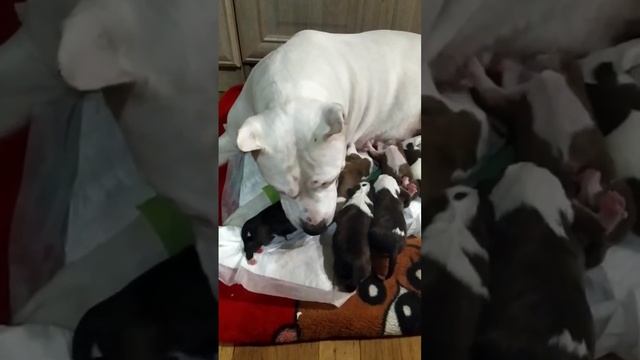 Приехали домой, после родов.                                      Продажа щенков. Ссылка в описании