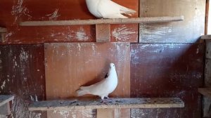 мои подарочные ижевские, ну и полет моих гривунов