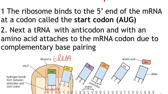 CfE Higher Biology 1 3 video 3 Gene expression translation смотреть онлайн