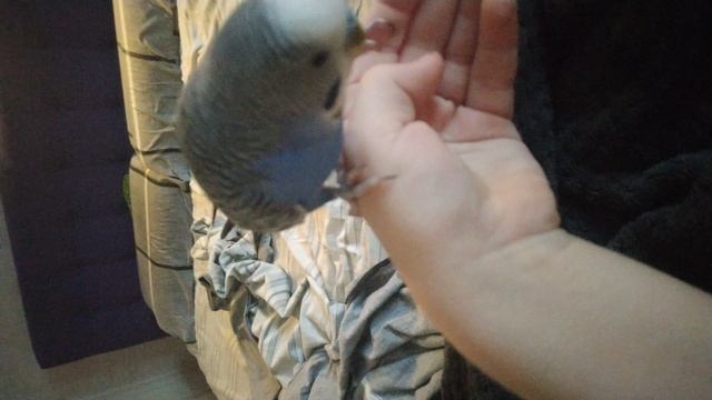 У РОМЫ ДЕНЬ РОЖДЕНИЯ ОНО БЫЛО 6 ДЕКАБРЯ🦜🐦🥳🥳🥳🥳