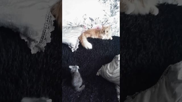 Марта достаёт Персик)#котята #cat смотреть онлайн