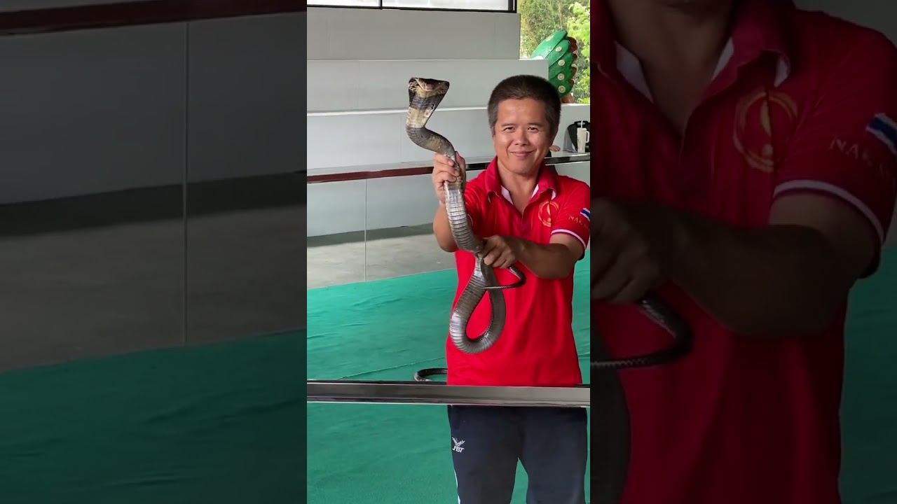 Змеиная ферма на Пхукете 3. Шоу змей в Тайланде #тайланд #ежсереж #ешсереж #тайланд #пхукет смотреть онлайн