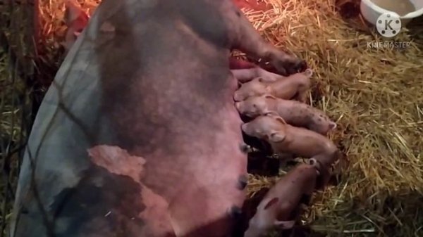 Пьетренша Не может Разродится