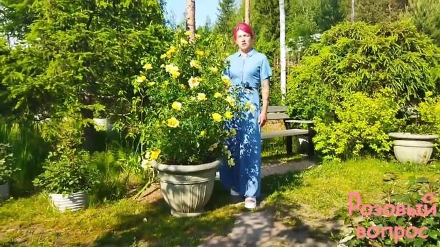 Цветение розы Айконик Лемонад. Rose Eyeconic Lemonade. смотреть онлайн