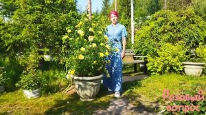 Цветение розы Айконик Лемонад. Rose Eyeconic Lemonade.