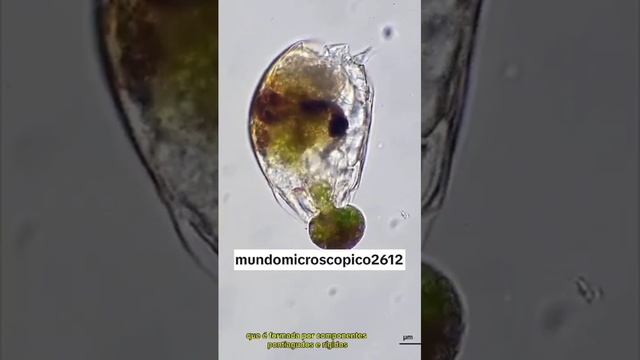 Incrível Luta Pela Sobrevivência No Mundo Microscópico  #ciencia #curiosidades #viral #viralvideo