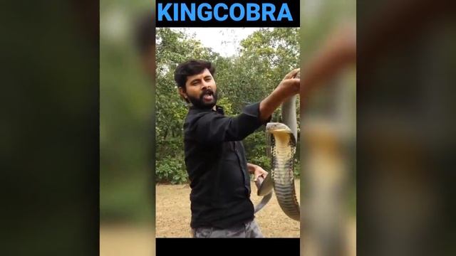 king cobra ko shapoka raja kyo kahete hai jaankar hairan ho jaaoge #short смотреть онлайн