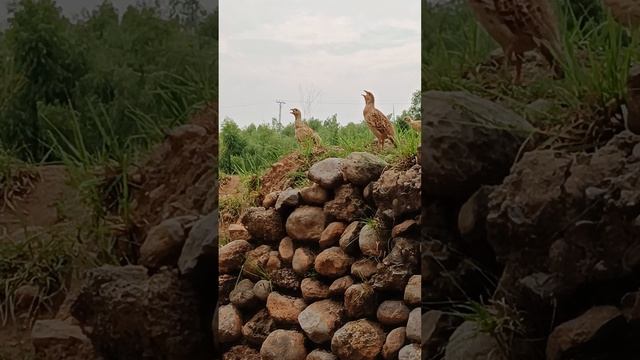 Partridge pair voice #teeter #birds смотреть онлайн