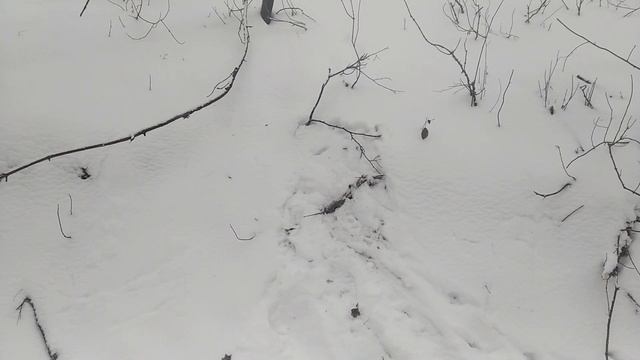 Бобровые следы! смотреть онлайн