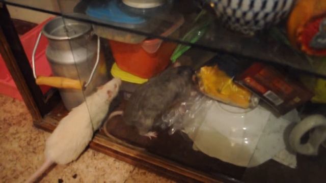 Взятие буфета крысами _Казимир и Матильда смотреть онлайн