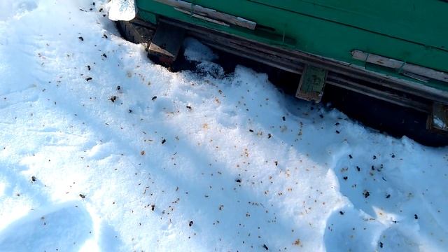 Февральский облет или зря потревожил пчелок смотреть онлайн