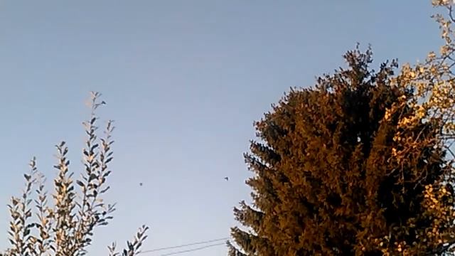 Вы слыхали как поют дрозды.. смотреть онлайн