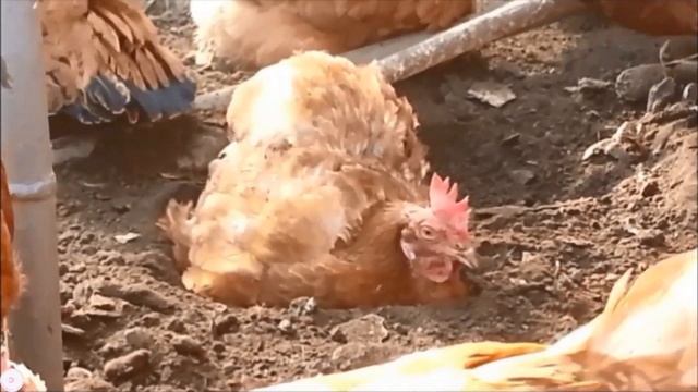 Куры купаются в пыли смотреть онлайн