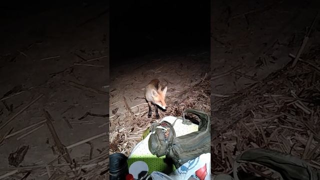 Лис приходил. смотреть онлайн