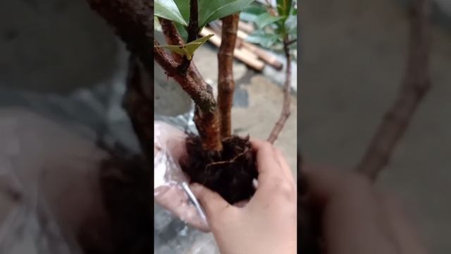 Cara Mencangkok Bunga Pucuk Merah смотреть онлайн